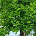 Liriodendron tulipifera - 3