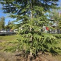 Cedrus deodara 'Aurea' - 3