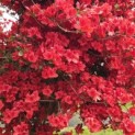 Rododendron Azalea 'Stewartstonian' - 6