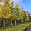 Ginkgo biloba - 2e boom vanaf links.  okt 2025 perceel Beek in Vaassen