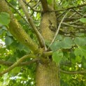 Tilia x europaea 'Pallida' - 7