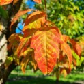 Acer Triflorum - driebloemige esdoorn