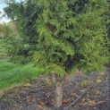 Thuja occidentalis 'Brabant' - Foto 4