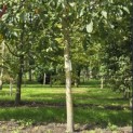 Juglans regia 'Coenen'' - 1