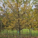 Styrax japonicus - 3