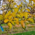 Styrax japonicus - 1