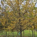Styrax japonicus - 2