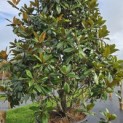 Magnolia grandiflora 'Galissonnière' - Foto 2