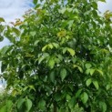 Juglans Regia - Afbeelding 1