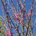 Cercis chinensis 'Avondale' - 2