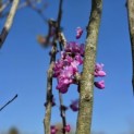 Cercis chinensis 'Avondale' - 4