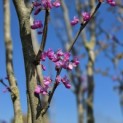 Cercis chinensis 'Avondale' - 3