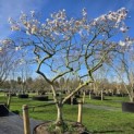 Magnolia stellata 'Rosea' - Foto 2