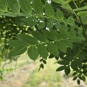 Sophora japonica - Foto 2