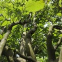 Carpinus betulus 'Frans Fontaine'   (Fastigiata) - 1