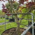 Acer palmatum 'Atropurpureum' - Foto 1