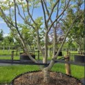 Cornus kousa 'Milky Way' - 7
