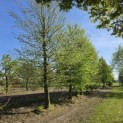 Carpinus betulus - 1
