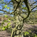 Carpinus betulus - 2