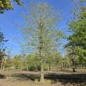 Carpinus betulus - april 2026