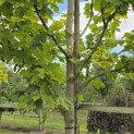 Acer platanoides 'Princeton Gold' - Foto 3