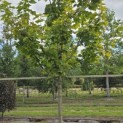 Acer platanoides 'Princeton Gold' - Foto 2