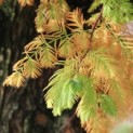 Metasequoia glyptostroboides - Foto 1