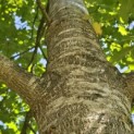 Quercus rubra - 3