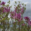 Magnolia 'Susan' - 3