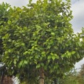 Camellia 'Bonomiana Nova' - 1