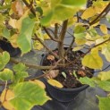 Tilia cordata 'Winter Orange' - 1