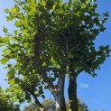 Platanus x Hispanica - 3