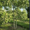 Cornus controversa - 1