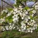 Pyus calleryana 'Chanticleer' - 2