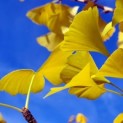 #3227 Ginkgo biloba Ginkgo mit mehrstämmiger Krone auf Unterstamm
