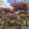 Acer palmatum 'Inaba Shidare' - Foto 3