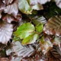 Fagus sylvatica 'Atropunicea' -  impressie kleurnuances rode beuk