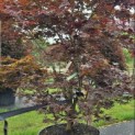 Acer palmatum 'Red Flash' - Foto 3