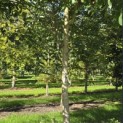 Juglans Regia - 3