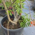 Sorbus 'Dodong' - Foto 2