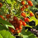Sorbus 'Dodong' - Foto 3