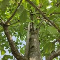 Prunus avium 'Plena' - 3