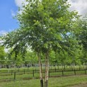 Betula nigra - 1