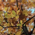Fagus sylvatica 'Atropunicea' - impressie kleurnuances rode of bruine beuk.  Herfst