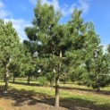 Pinus nigra 'Nigra' - Foto 2