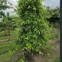 Nyssa sylvatica - 4