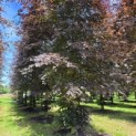 Fagus sylvatica 'Atropunicea' - Foto 1