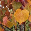 Cercis canadensis 'Forest Pansy' - impressiefoto herfstverkleuring