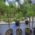Pinus sylvestris - Foto 1
