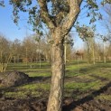 Quercus Suber - 2
